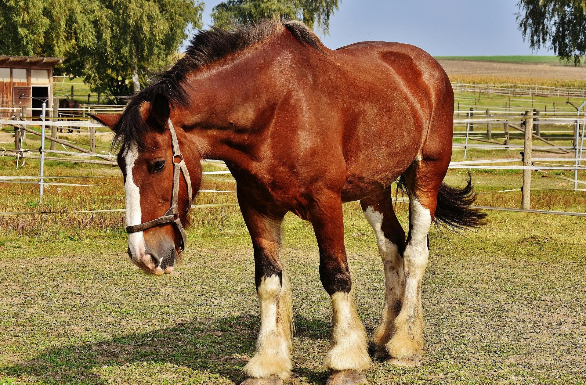 Emergency vets in Newtownabbey