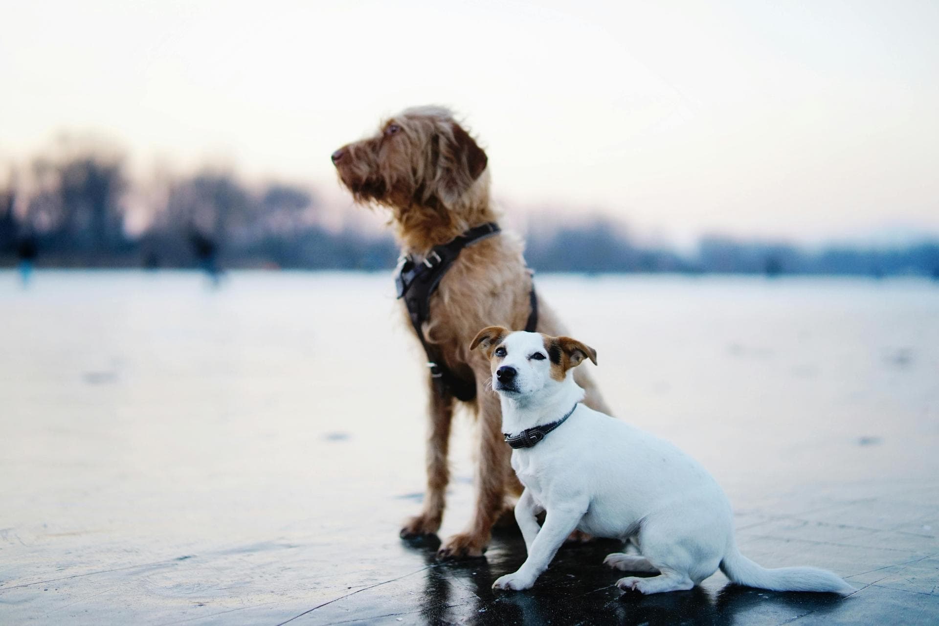 Specialist Vets in Newtownabbey