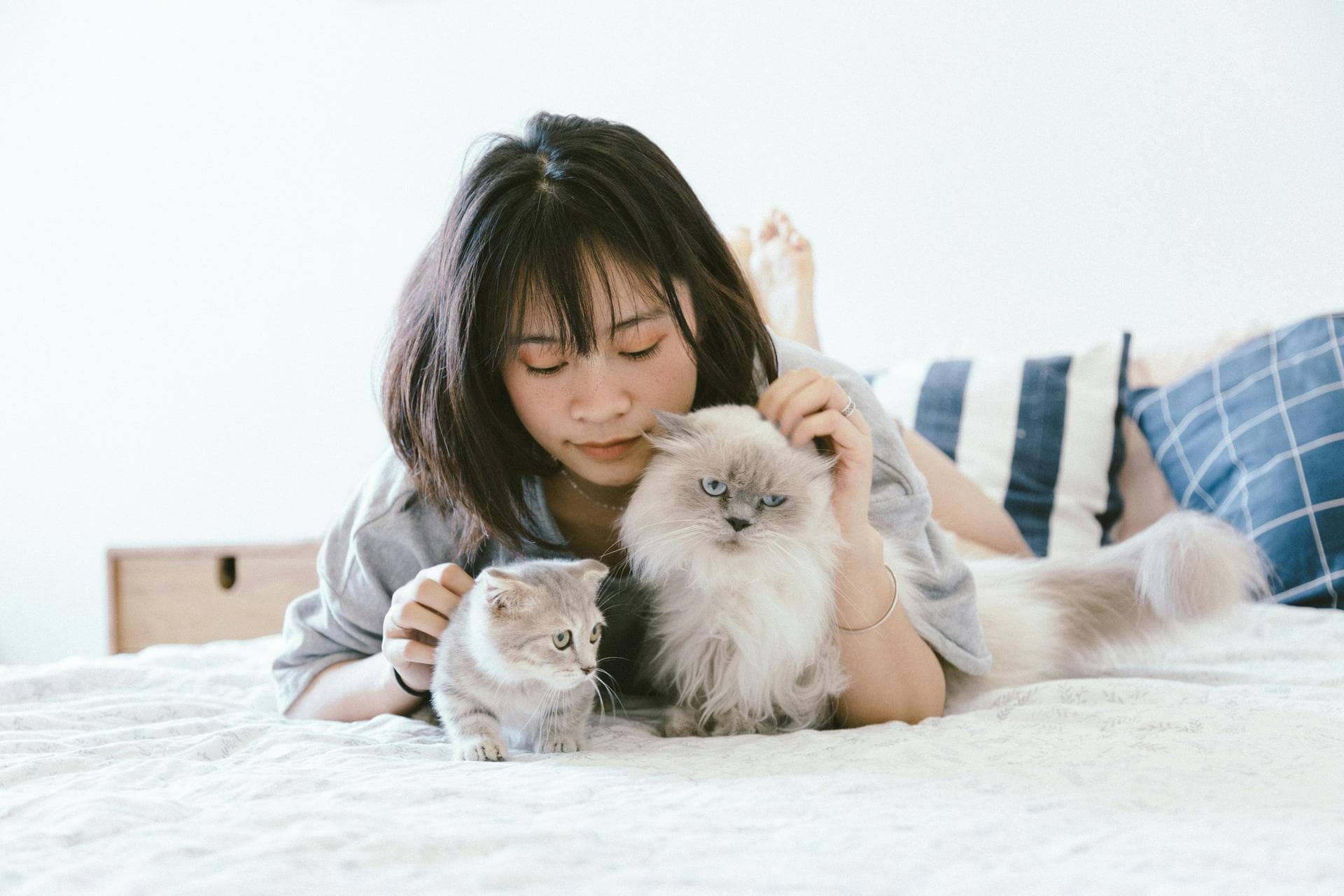 Dog Puppy Vaccinations Kennel Cough Prices in Newtownabbey